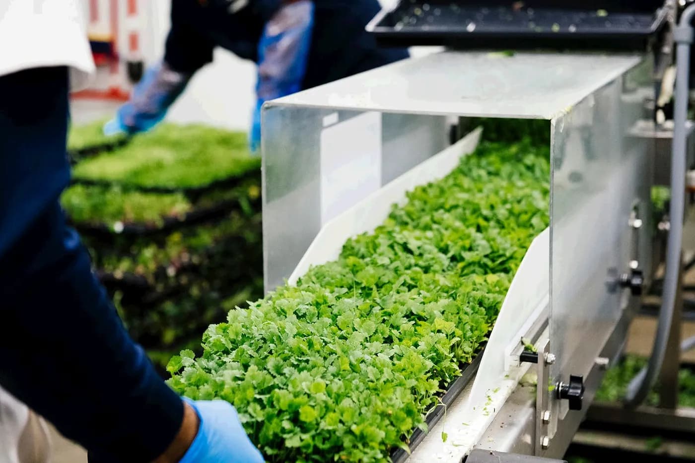 Lettuce on the harvest line