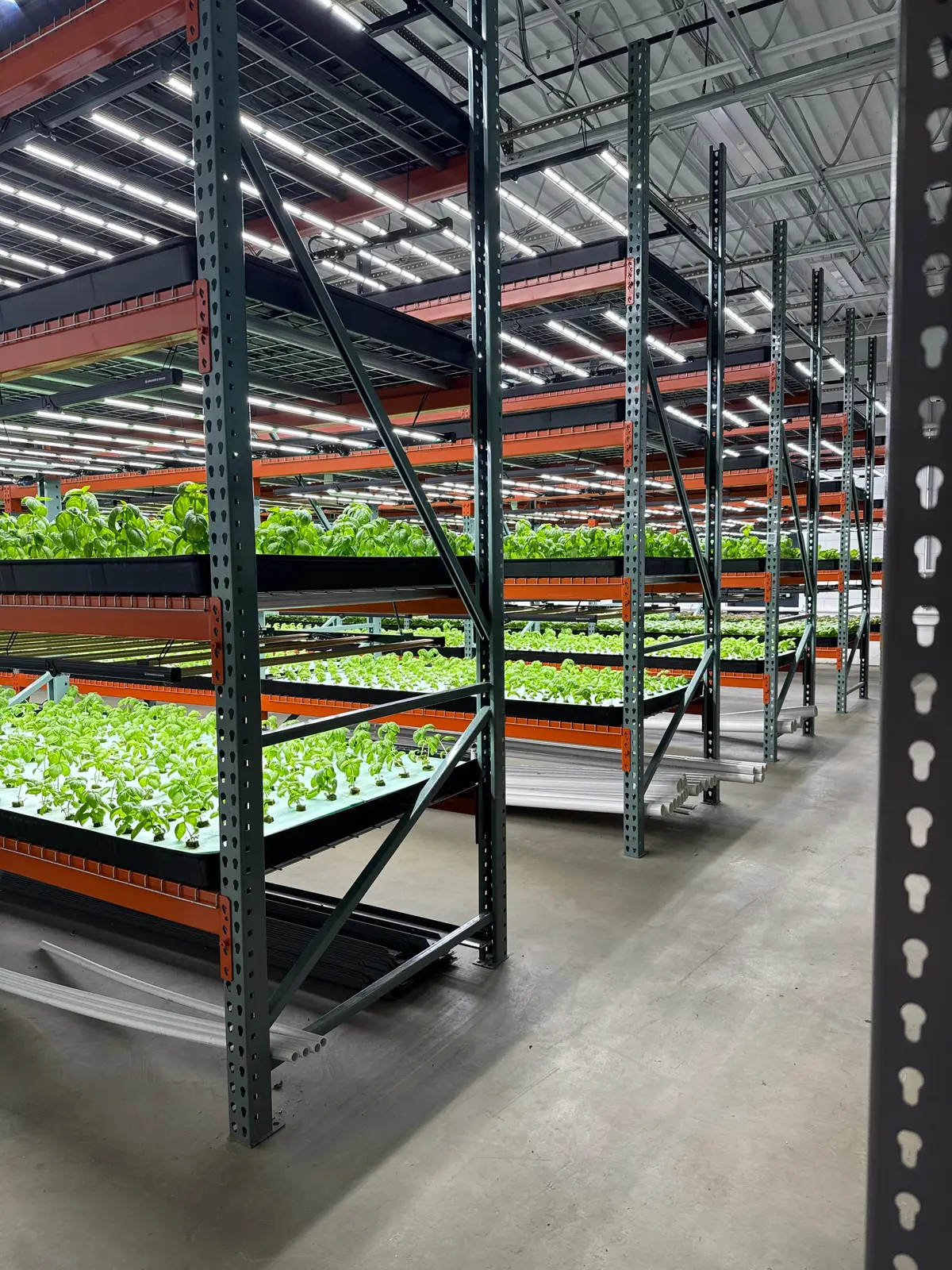 155 Growers Choice CPS 375 LED Grow Lights with 7 LCM12K Shelving Systems