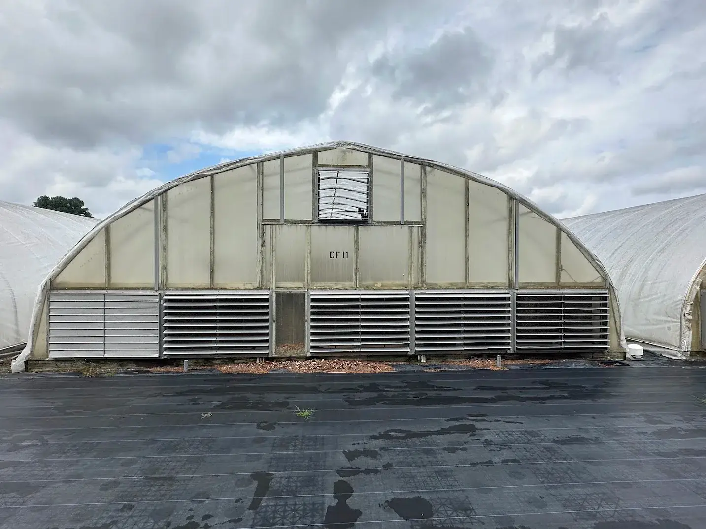WHITE'S AUCTION LOT 26 - CF11 - X.S. Smith 30' x 96' Criterion Quonset Hoop Cold Frame Greenhouse