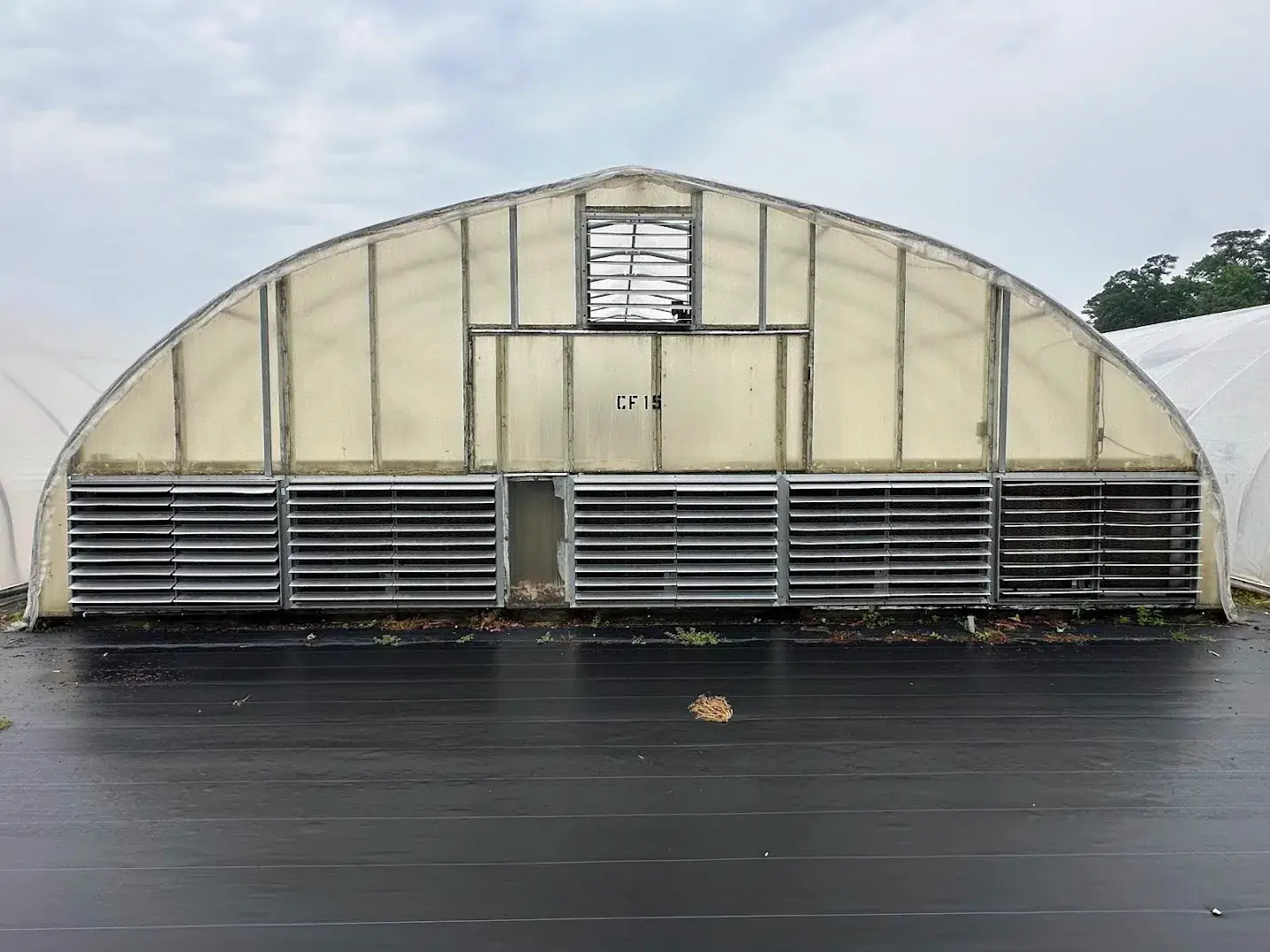 WHITE'S AUCTION LOT 30 - CF15 - X.S. Smith 30' x 96' Criterion Quonset Hoop Cold Frame Greenhouse