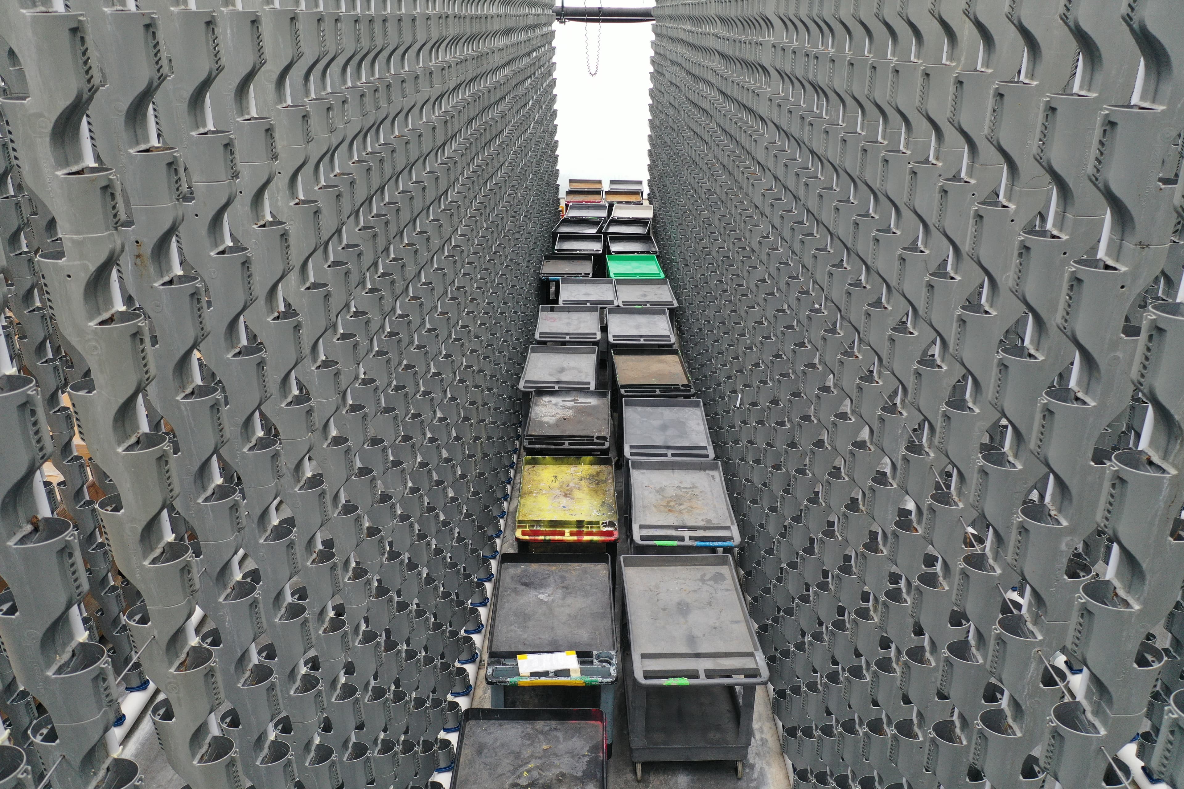 Lot of 6 Rolling Utility Carts / Harvest Transport Carts